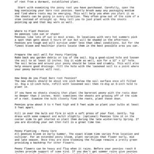 Karl Rosenfield Peony Bare Root - 2-3 Eye, Double Red Blooms, Outdoor - Image 5