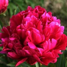 Karl Rosenfield Peony Bare Root - 2-3 Eye, Double Red Blooms, Outdoor - Image 1