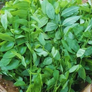 Katuk Live Plant - Sauropus androgynus - 6-12