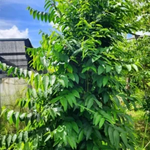 Katuk Live Plant - Sauropus androgynus - 6-12