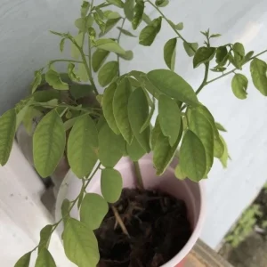 Katuk Live Plant - Sauropus androgynus - 6-12