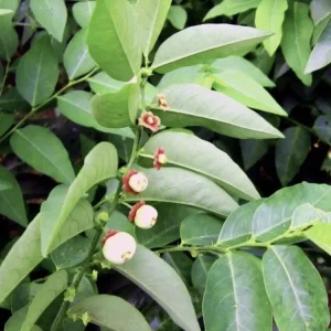 Katuk Plant Live - Sauropus Androgynus Sweet Leaf Spinach Potted Vegetable - Image 5