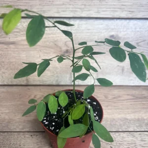 Katuk Sweet Leaf Live Plant (Sauropus androgynus) - 4 inch Pot - Image 2