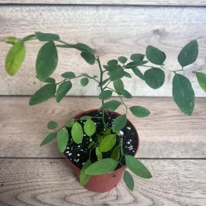 Katuk Sweet Leaf Live Plant (Sauropus androgynus) - 4 inch Pot - Image 3