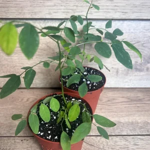 Katuk Sweet Leaf Live Plant (Sauropus androgynus) - 4 inch Pot - Image 5