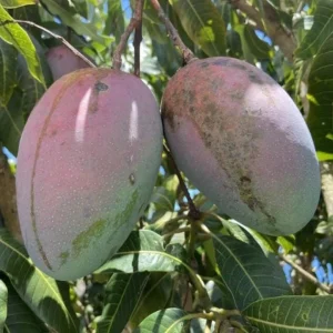 Keitt Grafted Mango Live Plant - 12-18" Tall - Late Season Tropical Fruit Tree - Image 2