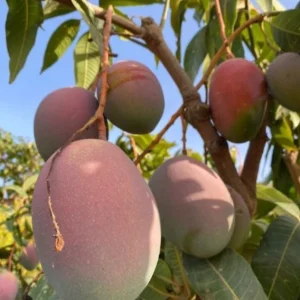 Keitt Grafted Mango Live Plant - 12-18" Tall - Late Season Tropical Fruit Tree - Image 1