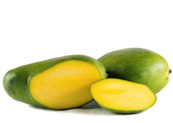 Keitt Mango Tree Live Plant – Grafted – 1 Foot Tall – Ship in 6" Pot - Image 1