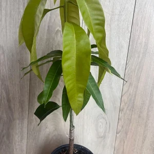 Keitt Mango Tree Live Plant - Grafted Dwarf Variety, 1/2 Gallon Pot, Fruit Bearing - Image 9