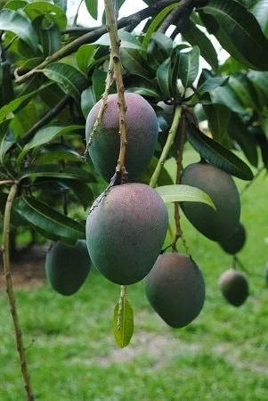 Kent Mango Tree Live Plant – Grafted – 1 to 2 Feet Tall – Tropical Fruit - Image 1