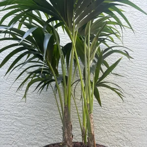 Kentia Palm (Howea Forsteriana) Live Plant – Large 3 Gallon Pot – Indoor/Outdoor - Image 10