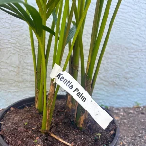 Kentia Palm (Howea Forsteriana) Live Plant – Large 3 Gallon Pot – Indoor/Outdoor - Image 2
