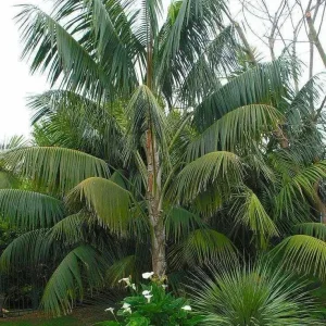 Kentia Palm (Howea Forsteriana) Live Plant – Large 3 Gallon Pot – Indoor/Outdoor - Image 3