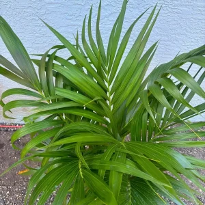Kentia Palm (Howea Forsteriana) Live Plant – Large 3 Gallon Pot – Indoor/Outdoor - Image 4