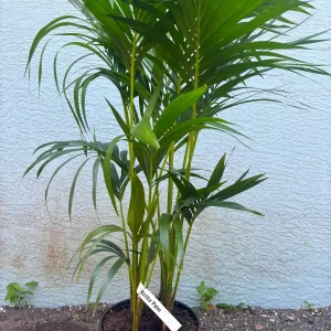 Kentia Palm (Howea Forsteriana) Live Plant – Large 3 Gallon Pot – Indoor/Outdoor - Image 5