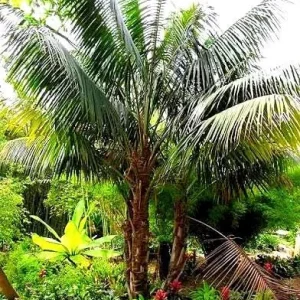 Kentia Palm (Howea Forsteriana) Live Plant – Large 3 Gallon Pot – Indoor/Outdoor - Image 6