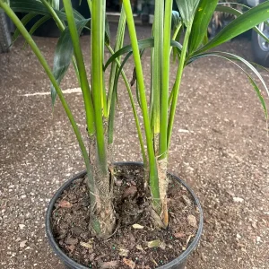 Kentia Palm (Howea Forsteriana) Live Plant – Large 3 Gallon Pot – Indoor/Outdoor - Image 7