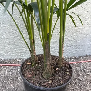 Kentia Palm (Howea Forsteriana) Live Plant – Large 3 Gallon Pot – Indoor/Outdoor - Image 9