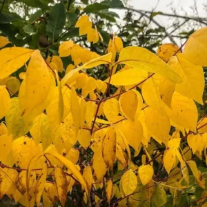 Kentucky Coffee Tree Live Plant - 2 ft Tall, Shade Tree Outdoor - Image 5