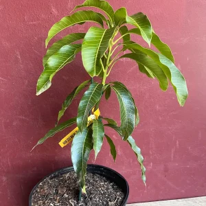 Kesar Mango Tree Live Plant - Grafted in 3 Gallon Pot - Fruit Bearing - Image 5