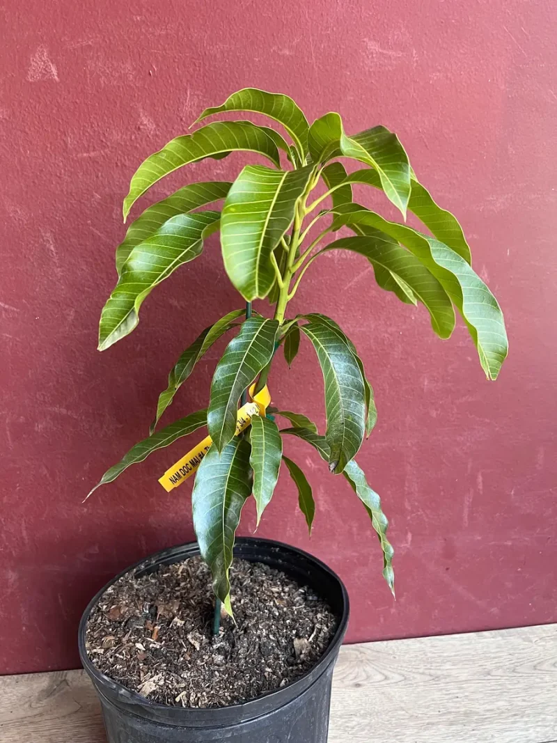 Kesar Mango Tree for Sale - Grafted in 3 Gallon Pot