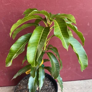 Kesar Mango Tree Live Plant - Grafted in 3 Gallon Pot - Fruit Bearing - Image 6