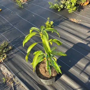 Kesar Mango Tree Live Plant, Grafted Indian Queen Variety, 2ft Tall, 2 Gallon Pot, Tropical Fruit - Image 1