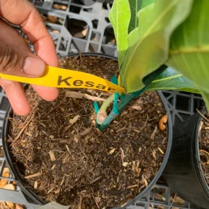 Kesar Mango Tree Live Plant, Grafted Indian Queen Variety, 2ft Tall, 2 Gallon Pot, Tropical Fruit - Image 3