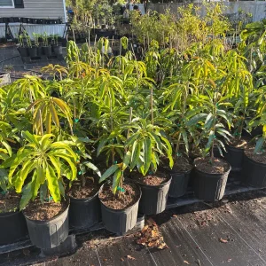 Kesar Mango Tree Live Plant, Grafted Indian Queen Variety, 2ft Tall, 2 Gallon Pot, Tropical Fruit - Image 5