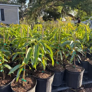 Kesar Mango Tree Live Plant - Grafted Indian Queen Variety - 2ft Tall - 2 Gallon Pot - Fruit Tree - Image 6