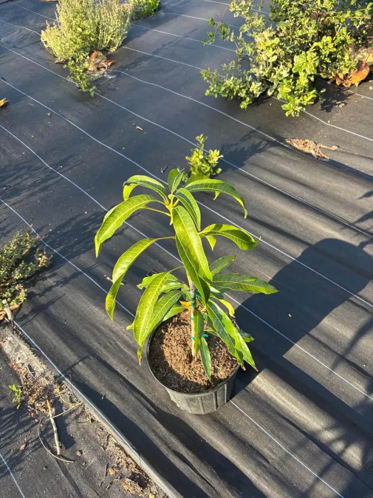 Kesar Mango Tree Plant - Grafted Indian Queen Variety