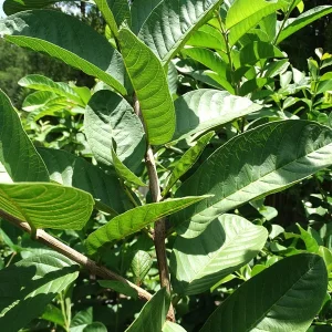 Kilo Guava Tree Live Plant – 2 Feet Tall Airlayered – 3 Gallon Pot - Image 2