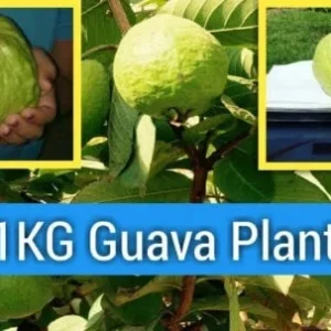 Kilo Guava Tree Live Plant – 2 Feet Tall Airlayered – 3 Gallon Pot - Image 1