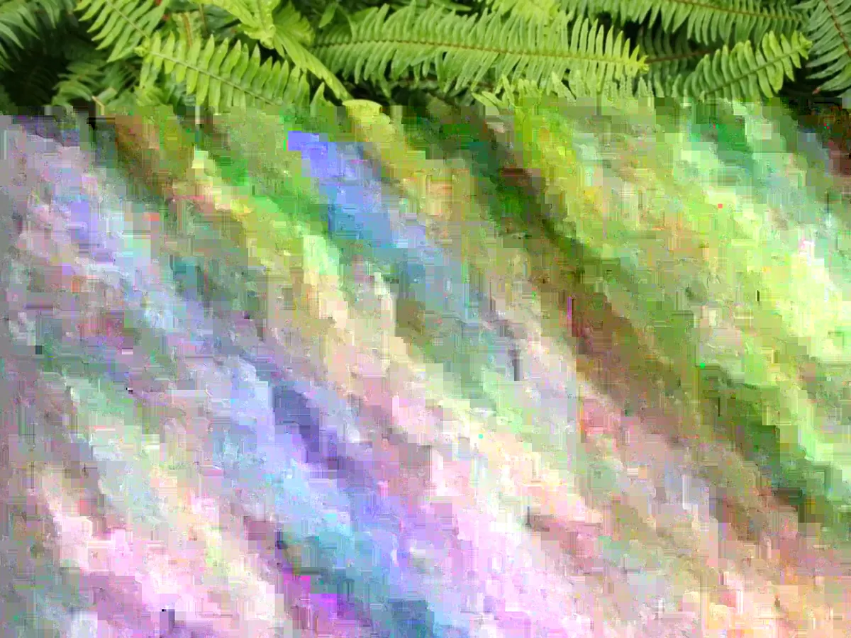 Kimberly Queen Fern Live Plant - 4 Inch Pot - Indoor & Outdoor Green Fern - Image 2