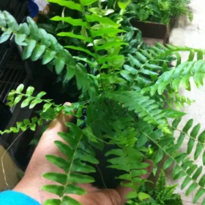 Kimberly Queen Fern Live Plant - 4 inch Potted - Indoor/Outdoor - Easy Care - Image 2