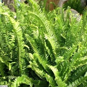 Kimberly Queen Fern Live Plant - 4 inch Potted - Indoor/Outdoor - Easy Care - Image 3