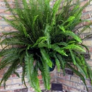 Kimberly Queen Fern Live Plant - 4 inch Potted - Indoor/Outdoor - Easy Care - Image 1