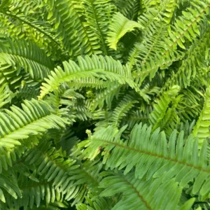 Kimberly Queen Fern Live Plant - 4 inch Potted - Indoor/Outdoor - Easy Care - Image 4