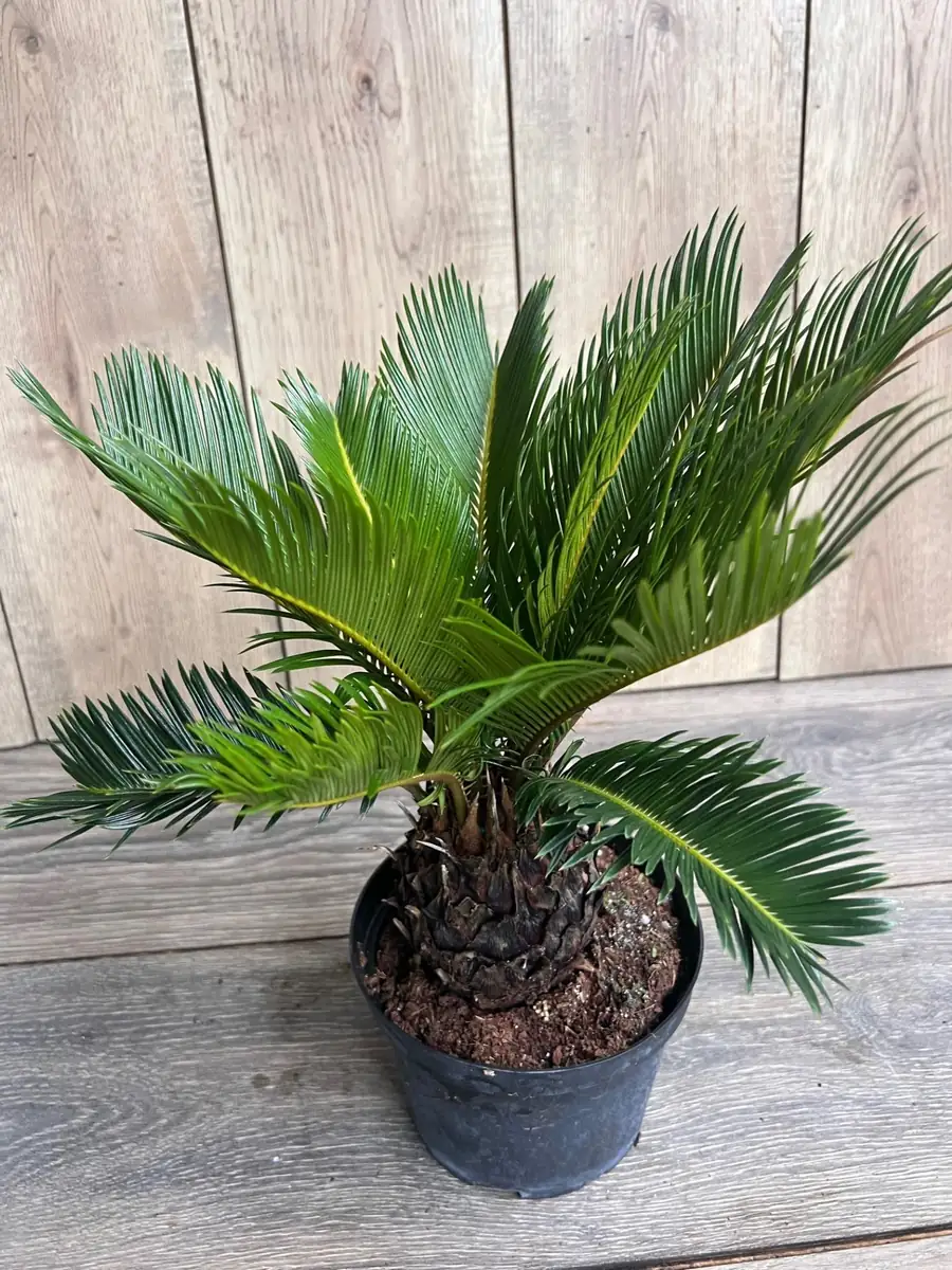 King Sago Palm Live Plant – 6 inch Pot – Exotic Indoor & Outdoor Accent - Image 2