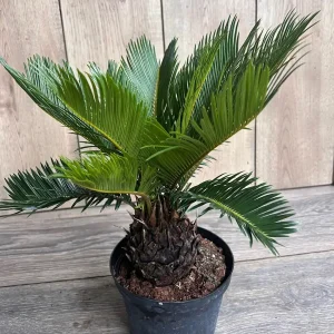 King Sago Palm Live Plant – 6 inch Pot – Exotic Indoor & Outdoor Accent - Image 3