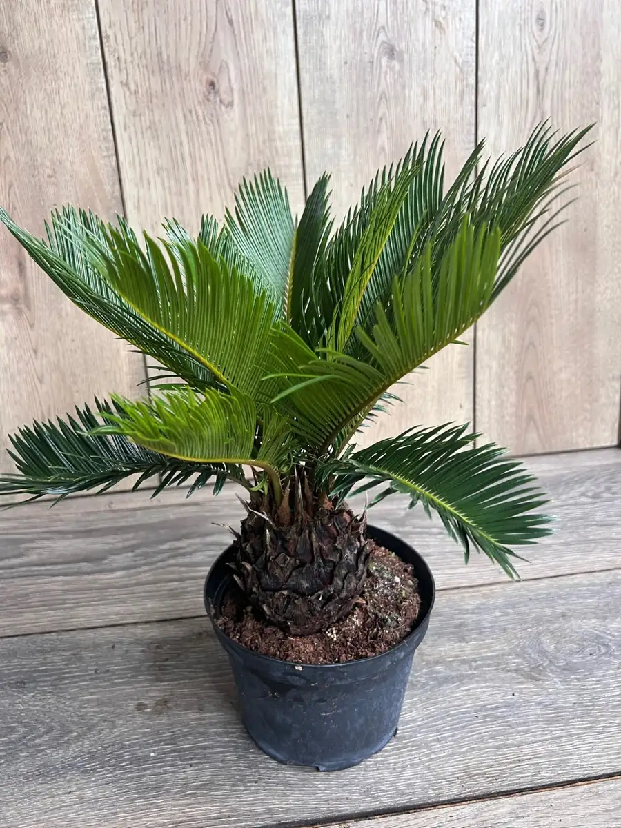King Sago Palm Live Plant – 6 inch Pot – Exotic Indoor & Outdoor Accent - Image 3