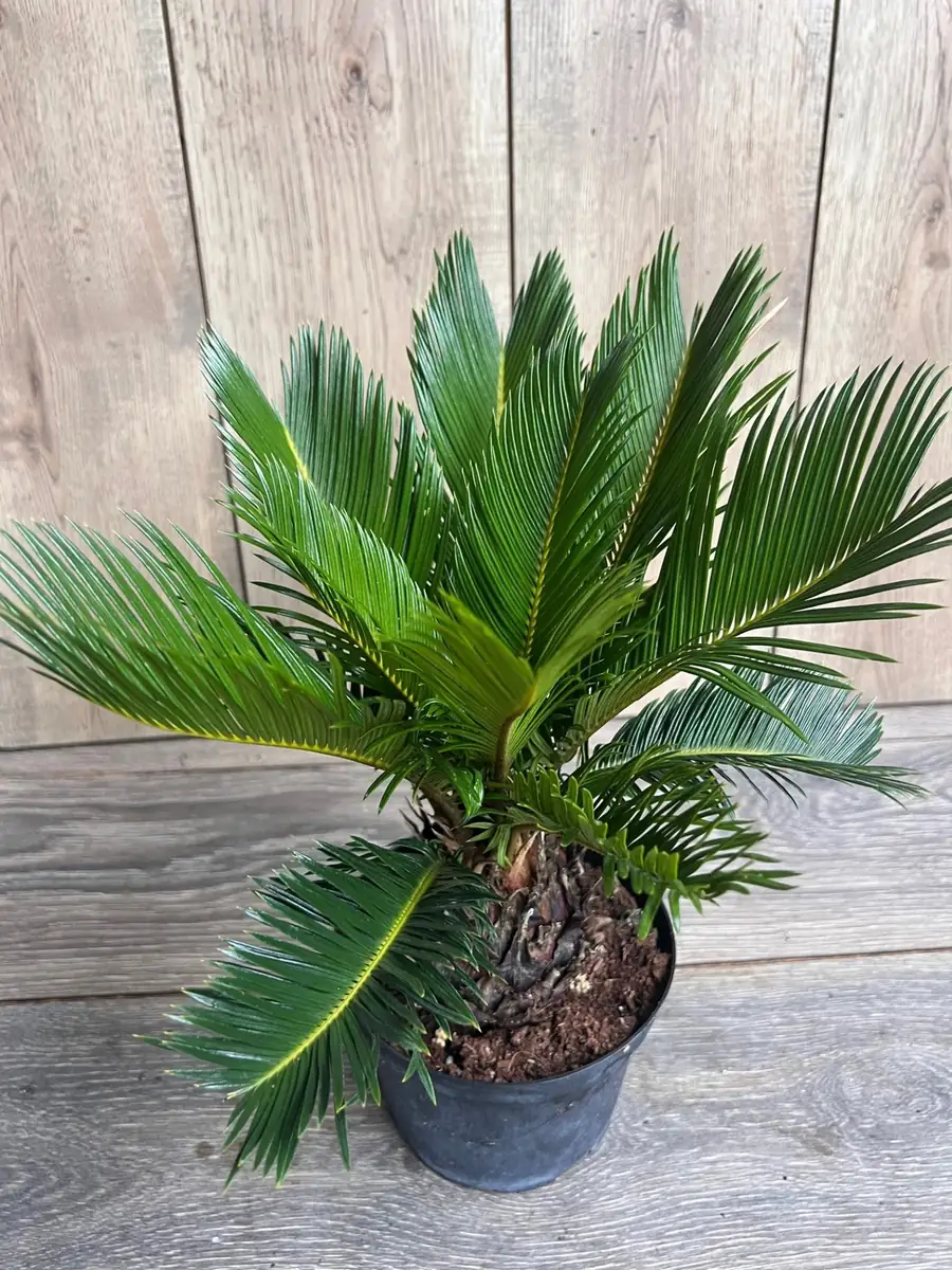 King Sago Palm Live Plant – 6 inch Pot – Exotic Indoor & Outdoor Accent - Image 4