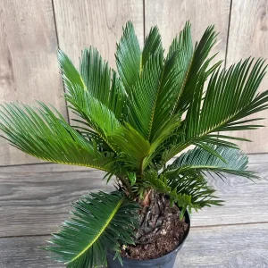 King Sago Palm Live Plant – 6 inch Pot – Exotic Indoor & Outdoor Accent - Image 5