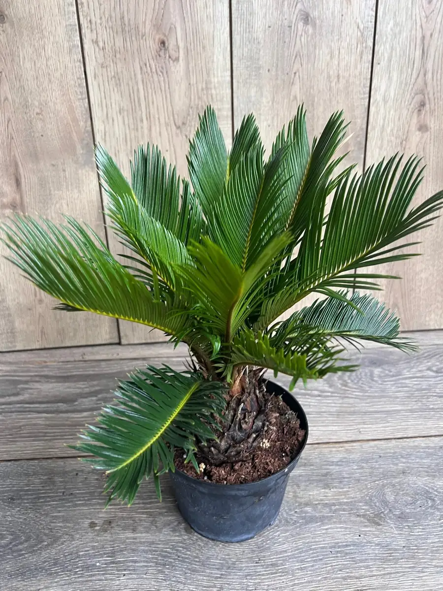 King Sago Palm Live Plant – 6 inch Pot – Exotic Indoor & Outdoor Accent - Image 6