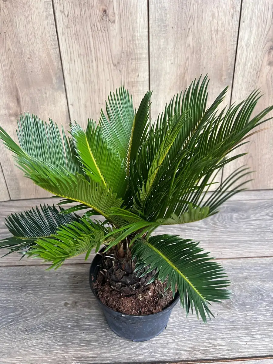 King Sago Palm Live Plant – 6 inch Pot – Exotic Indoor & Outdoor Accent - Image 1