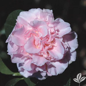 King's Ransom Camellia Live Plant - 1 Gallon, Soft Pink Flowers, Outdoor Shrub - Image 1