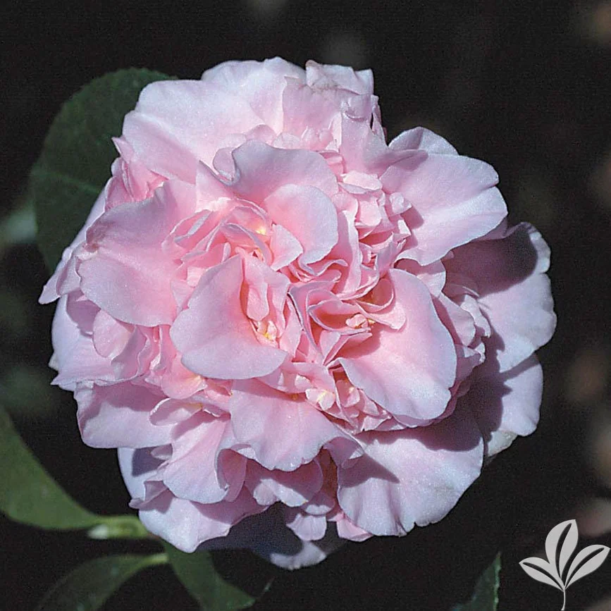 King's Ransom Camellia Live Plant - 1 Gallon, Soft Pink Flowers, Outdoor Shrub - Image 1