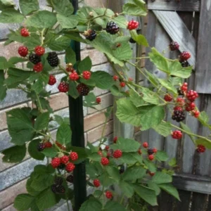 Kiowa Blackberry Live Plant - Starter Plug - Low Chill, Large Fruit - Image 8
