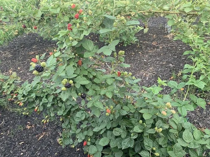 Kiowa Blackberry Starter Plug - Rubus 'Kiowa' Live Plant - 10 Count - Image 3