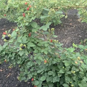 Kiowa Blackberry Starter Plug - Rubus 'Kiowa' Live Plant - 10 Count - Image 7